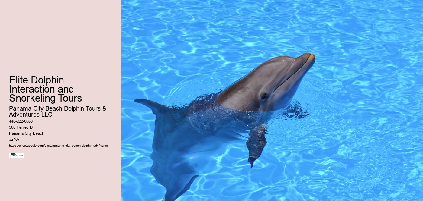 Elite Dolphin Interaction and Snorkeling Tours