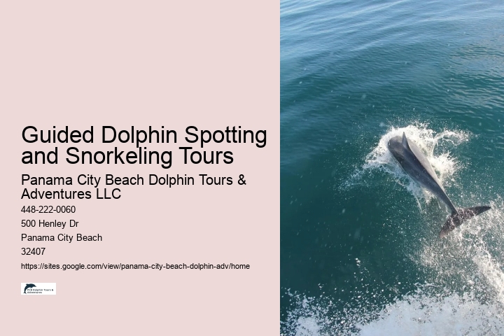 How much does a dolphin tour in Panama City Beach cost