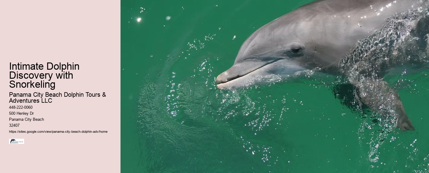 Intimate Dolphin Discovery with Snorkeling