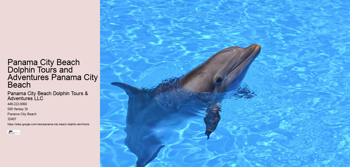 Panama City Beach Dolphin Tours and Adventures Panama City Beach