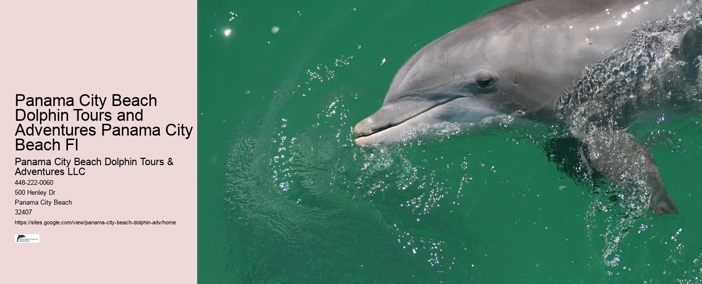 Panama City Beach Dolphin Tours and Adventures Panama City Beach Fl