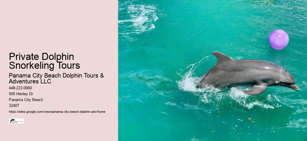 Panama City Beach dolphin discovery experiences