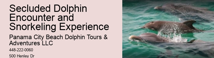 Why Do Dolphins Swim Around You