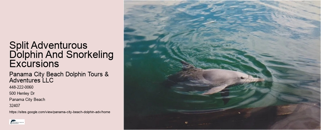 What Should You Wear When Swimming With Dolphins