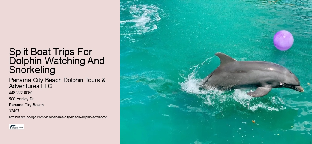 Dolphin And Snorkeling Tours In Split