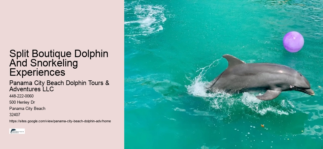 What Does It Mean When Dolphins Come Close To Shore