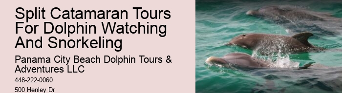 VIP Dolphin Safari with Snorkeling