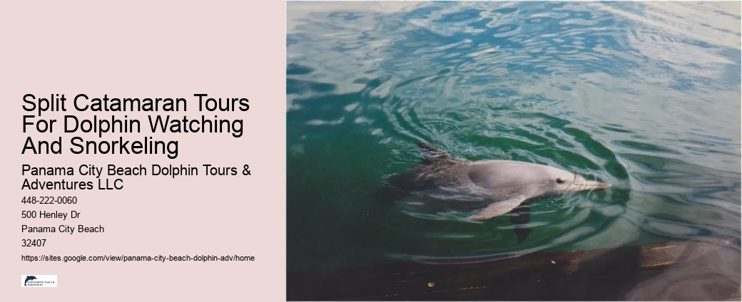 Dolphin Tours Near Me