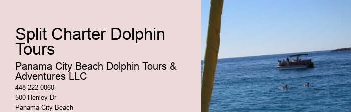 Swimming With Dolphin Tours Panama City Beach