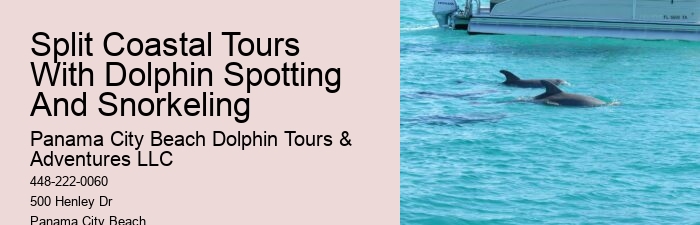 Deluxe Dolphin Safari and Snorkeling Trips
