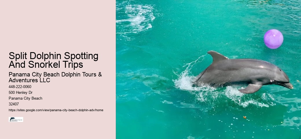 Diving With Dolphins