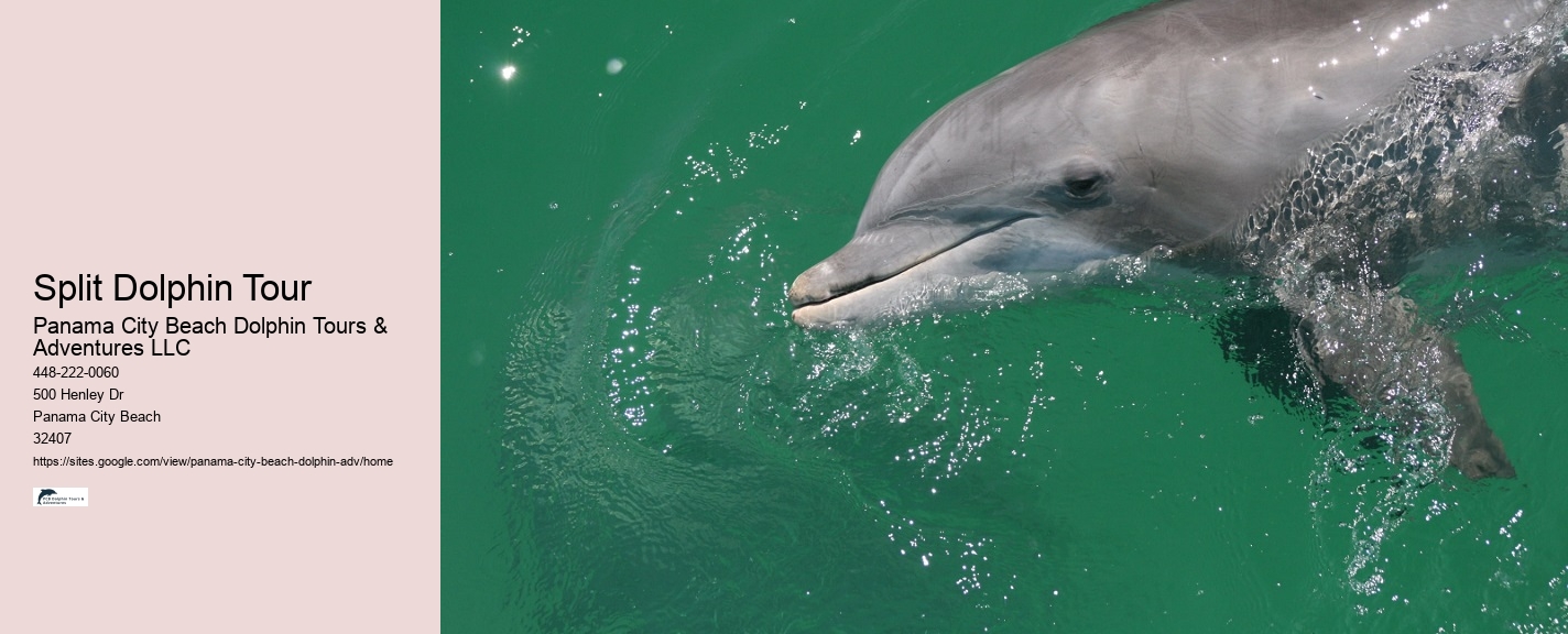 PCB Dolphin Exploration Trips