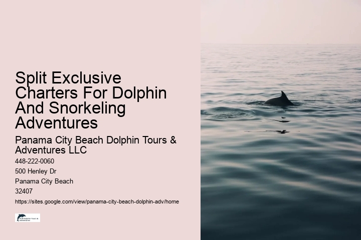 Intimate Dolphin Exploration and Snorkeling