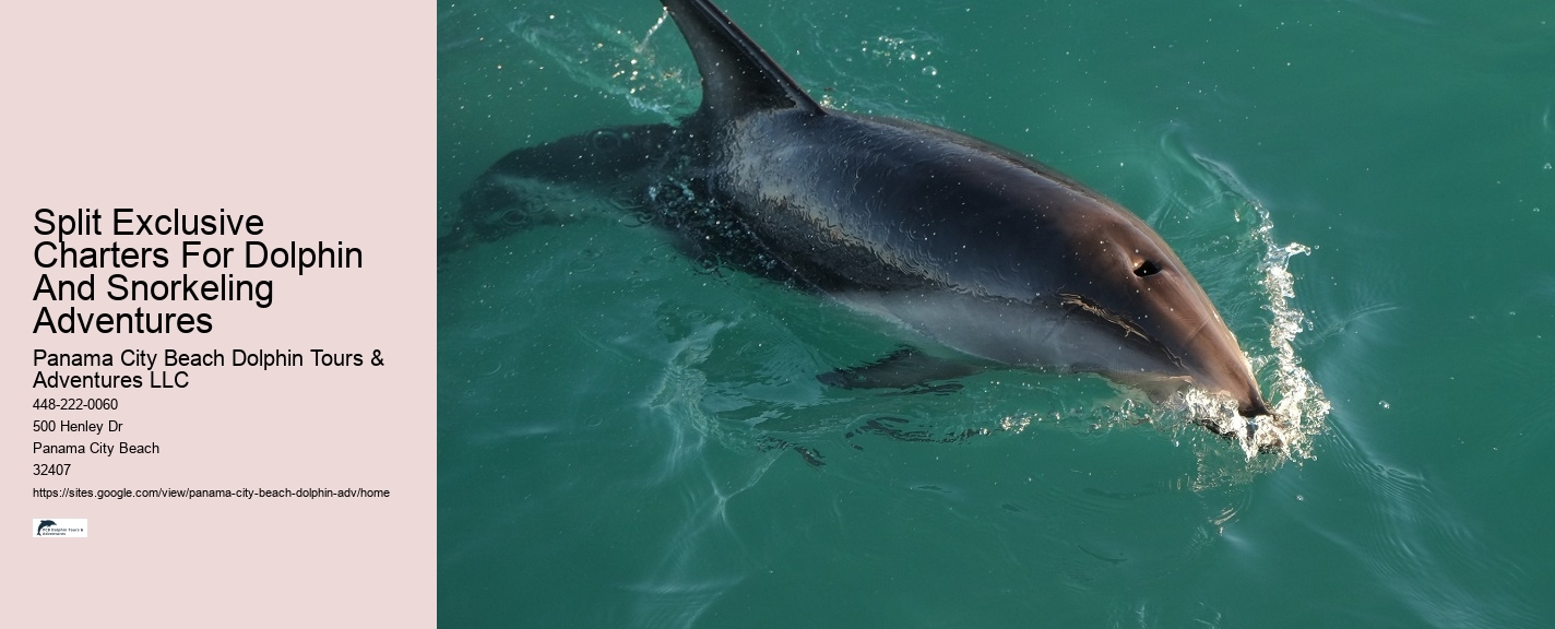 2 Hours Private Dolphin And Snorkeling Tours