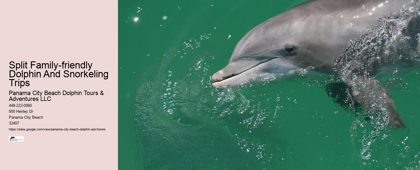 Split Family-friendly Dolphin And Snorkeling Trips