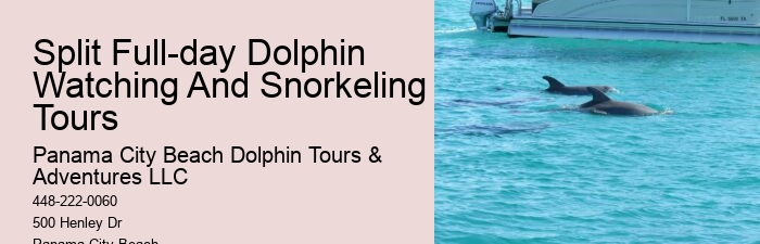 What Cruise Can You Swim With Dolphins