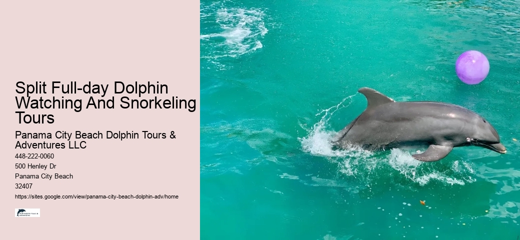 Dolphin