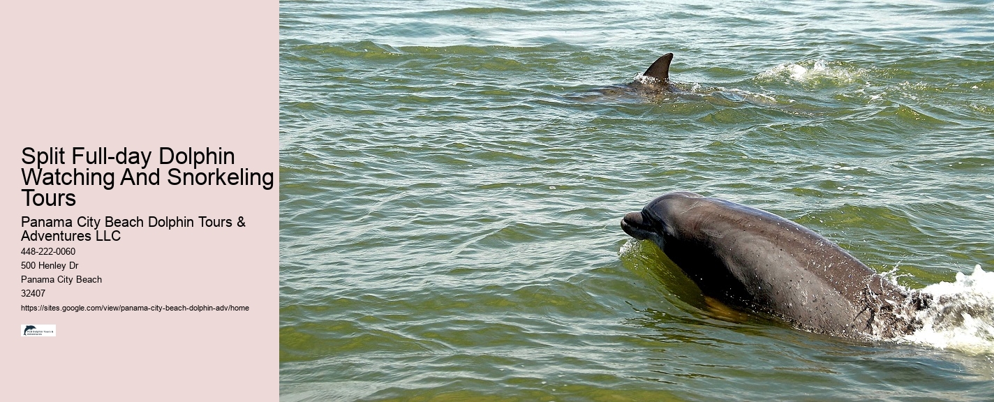 Panama City Beach dolphin watching excursions