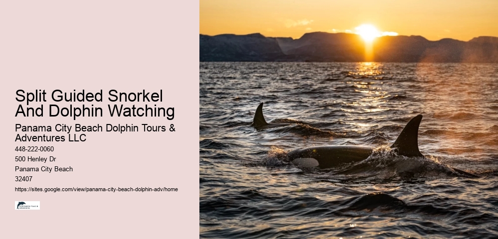 Dolphin Tours - Snorkel With Dolphins