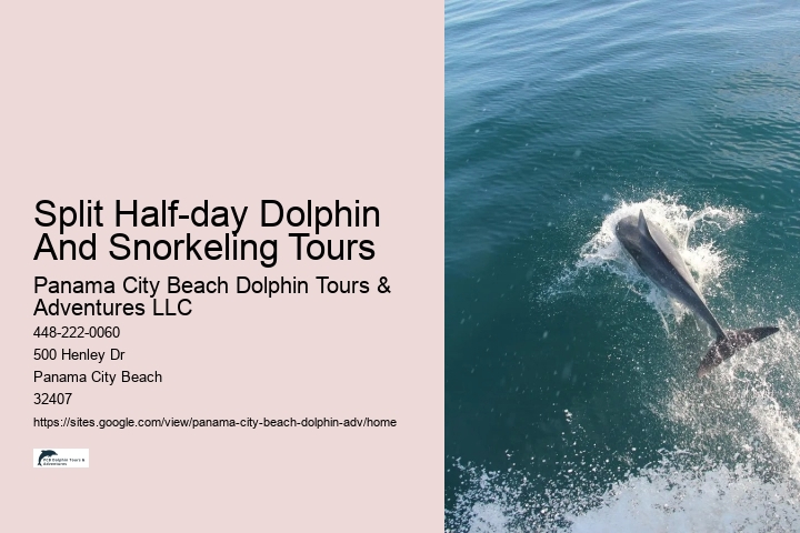 Premium Dolphin Spotting with Snorkeling
