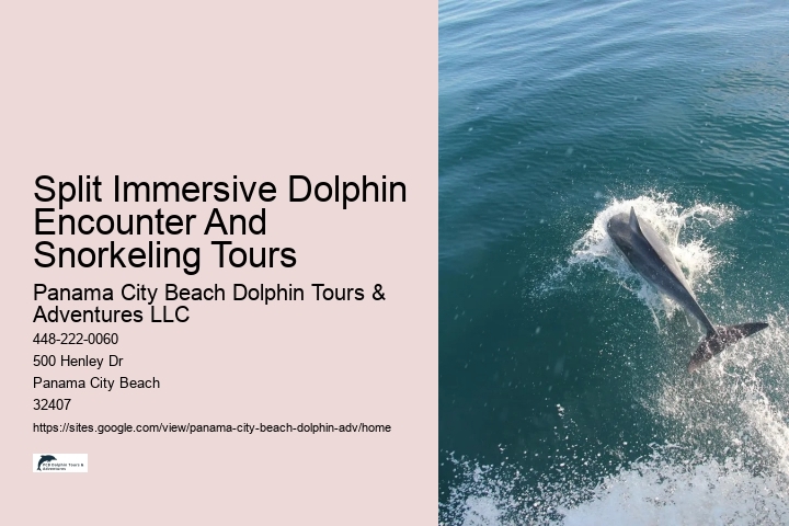 PCB Dolphin Exploration Experiences