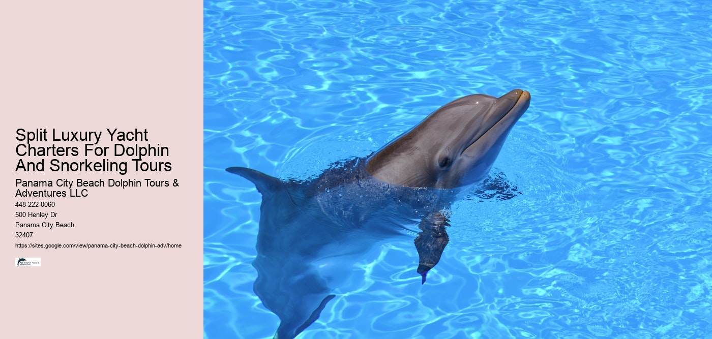 Salty Fins Dolphin And Snorkeling Tours