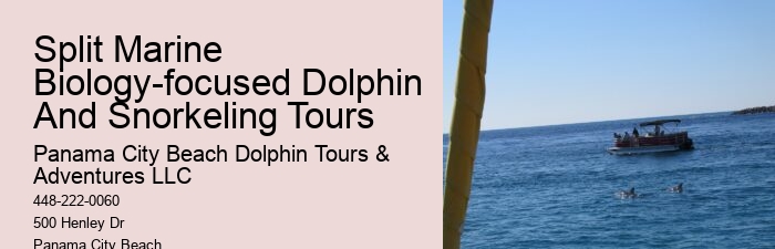 VIP Dolphin Discovery with Snorkeling