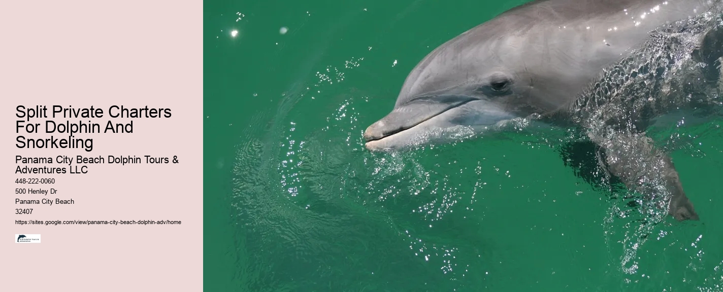 Split Private Charters For Dolphin And Snorkeling