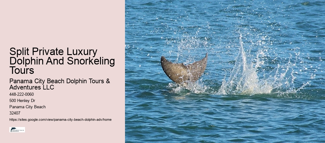 Panama City Beach dolphin sightseeing tours
