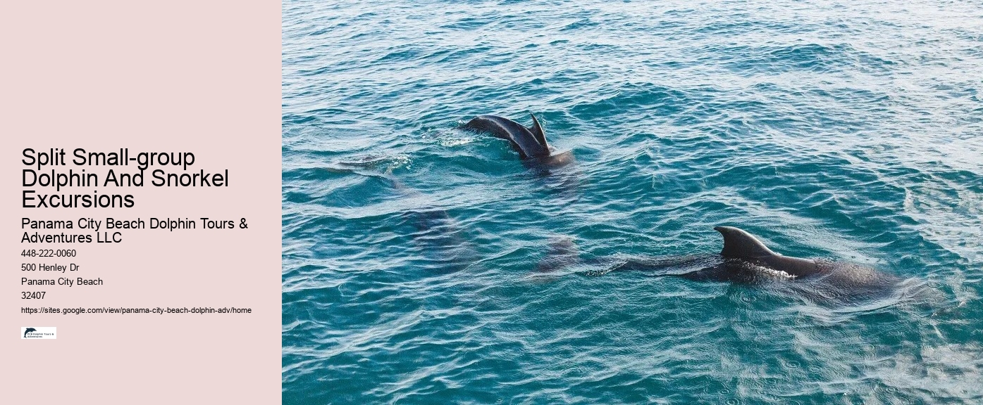 Tailored Dolphin Watching and Snorkeling Expeditions