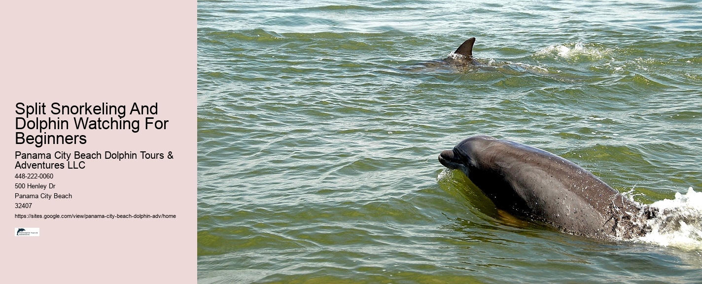 Dolphin Boat Snorkeling Tours In Panama City Beach