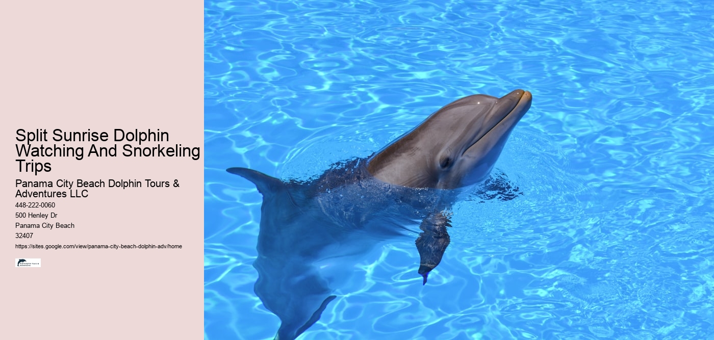 Sweet Sunsets And Dolphin Tours