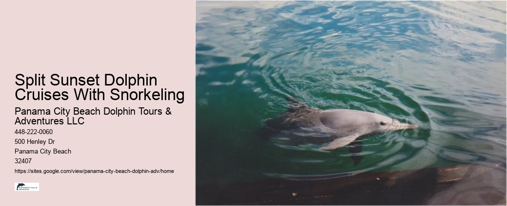 Redcliffe Dolphin Tours