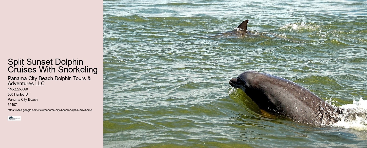 Panama City Beach Snorkeling Dolphins