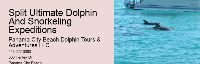 Premium Dolphin Expedition with Snorkeling