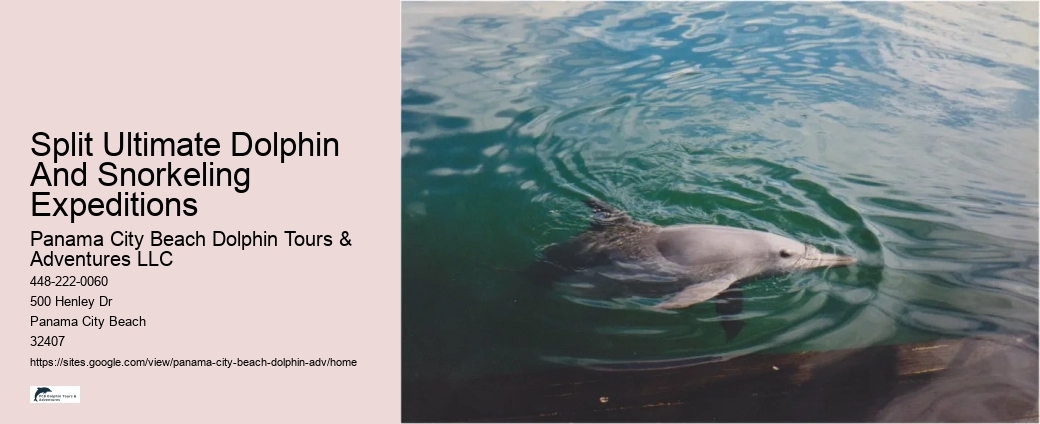 Split Family-friendly Dolphin And Snorkeling Tours