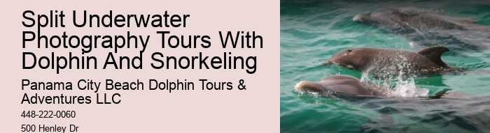 Dolphin Tours Destin