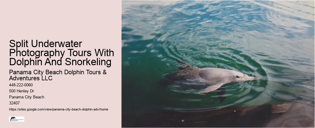 How Do Dolphins Know Humans Are Pregnant