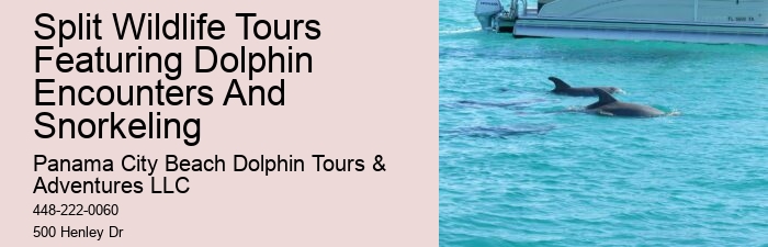 9 Great Dolphin Tours In Panama City Beach