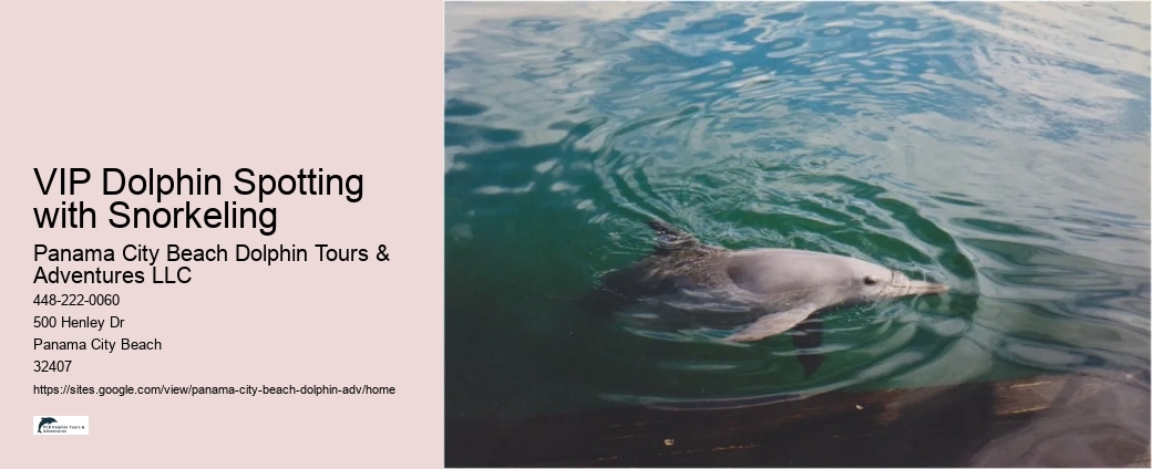 Where Can You Swim With The Dolphins In Panama City