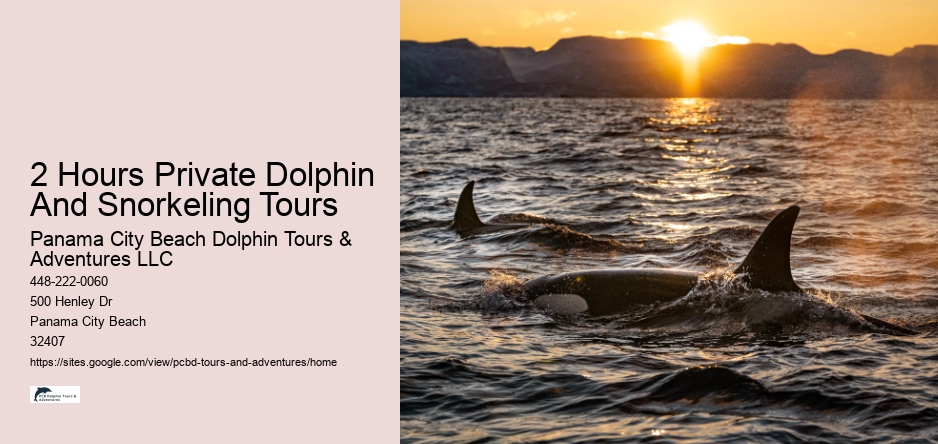 2 Hours Private Dolphin And Snorkeling Tours