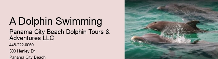 Dolphin sightseeing tours at Panama City Beach