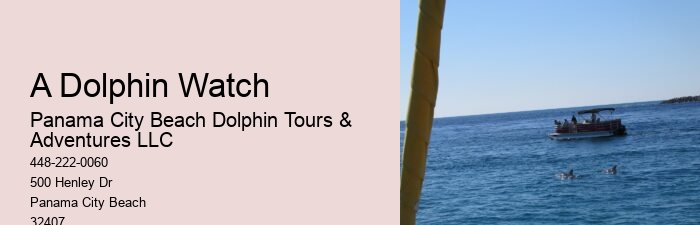 What Is The Best Time Of Day To Go On A Dolphin Tour