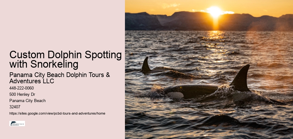 Custom Dolphin Spotting with Snorkeling