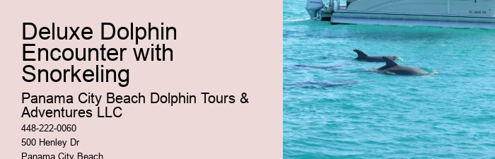 Luxury Dolphin Watching and Snorkeling Excursions