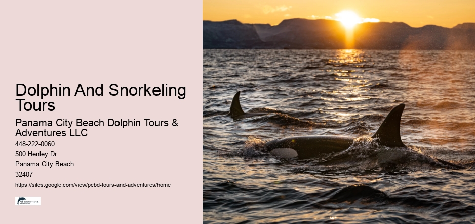 Dolphin And Snorkeling Tours