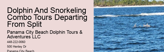 Split Guided Snorkeling And Dolphin Watching Tours