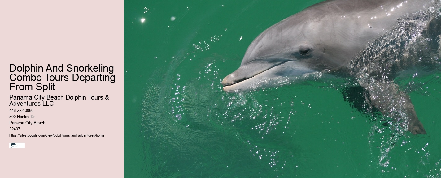 Panama City Beach dolphin safari