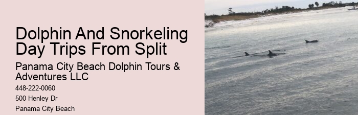 Dolphin Tours Near Me Panama City Beach