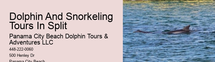 VIP Dolphin Discovery with Snorkeling